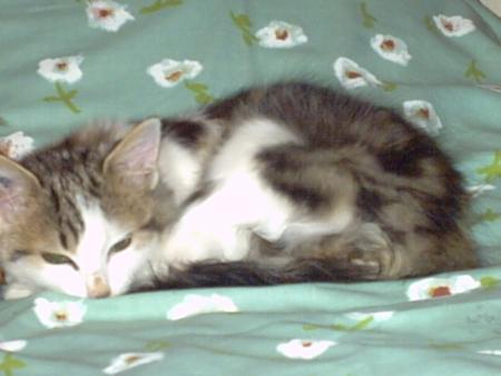 sasha le chat
